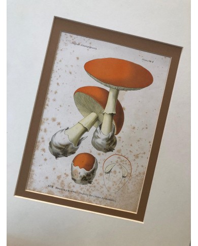Funghi stampe antiche lotto di 4 pezzi