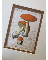 Funghi stampe antiche lotto di 4 pezzi