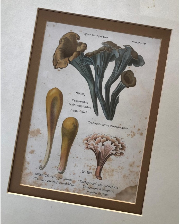 Funghi stampe antiche lotto di 4 pezzi