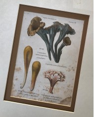 Funghi stampe antiche lotto di 4 pezzi