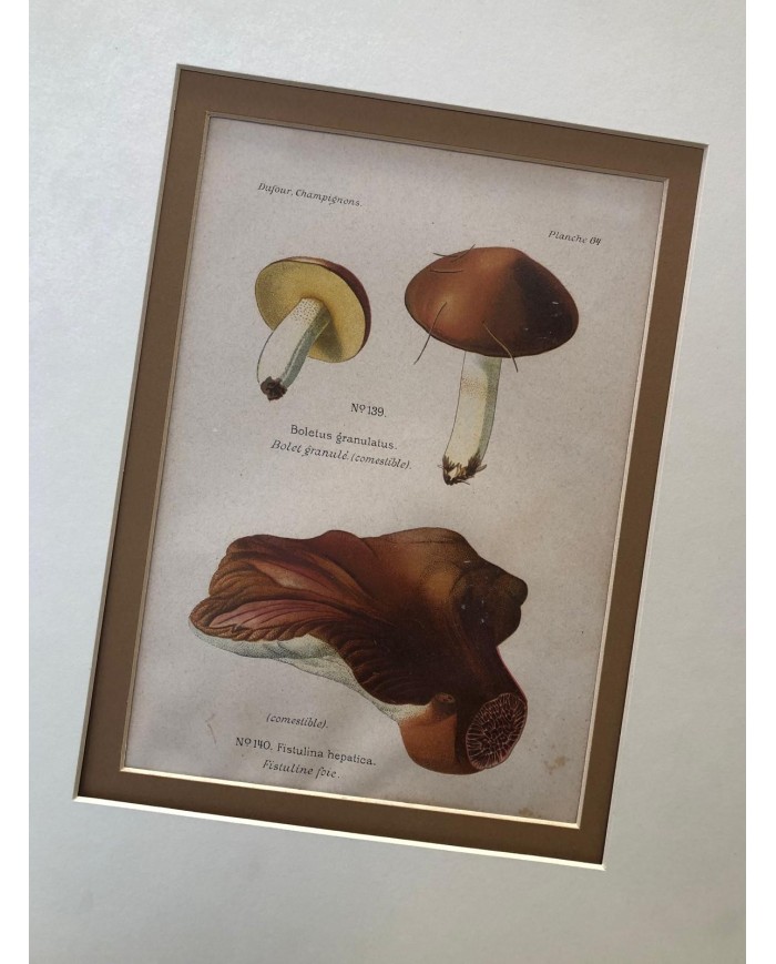 Funghi stampe antiche lotto di 4 pezzi