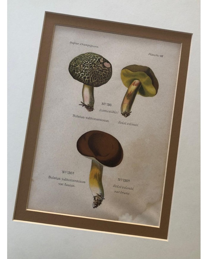 Funghi stampe antiche lotto di 4 pezzi
