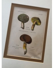 Funghi stampe antiche lotto di 4 pezzi