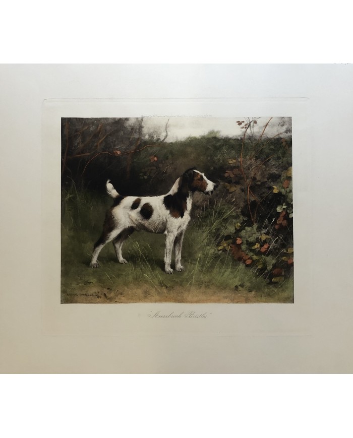 fox terrier cane stampa inglese Meersbrook Bristles