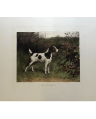 fox terrier cane stampa inglese Meersbrook Bristles