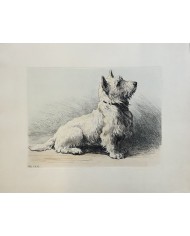 Cane terrier bianco